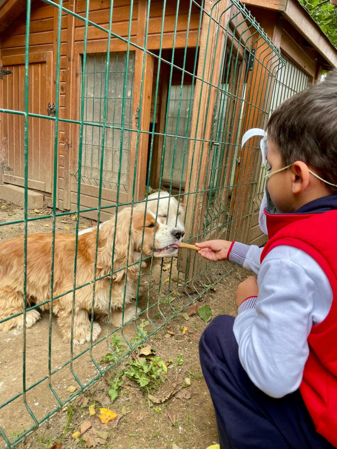 Hayvanları koruma Günü